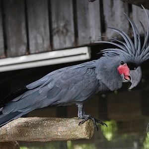 Palm cockatoo (Probosciger aterrimus)