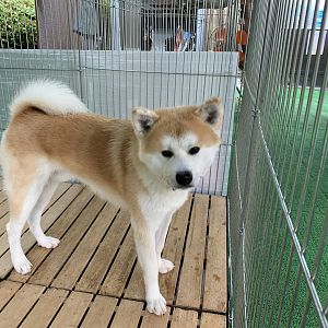 Male Akita Inu