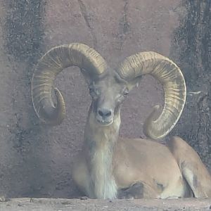 Transcaspian urial (Ovis arkal)
