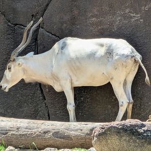 Addax (Addax nasomaculatus)