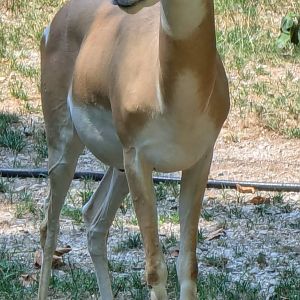 Nubian soemmerring's gazelle (Nanger soemmerringii)