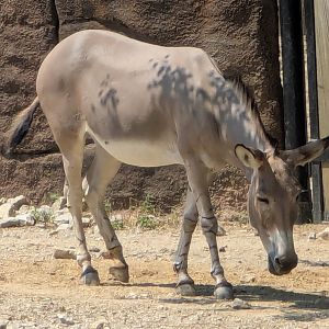 Somali wild ass (Equus africanus somaliensis)
