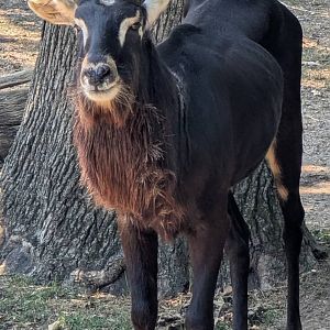 Nile lechwe (Kobus megaceros)