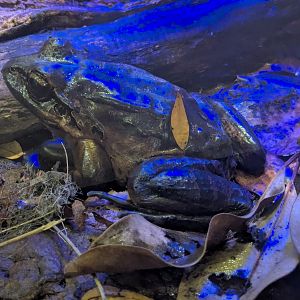 Mountain chicken frog (Leptodactylus fallax)