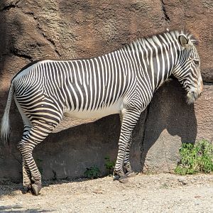 Grevy's zebra (Equis grevyi)