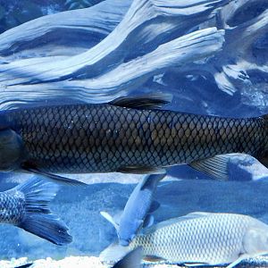 Grass Carp (Ctenopharyngodon idella) - Kawasui Kawasaki Aquarium October 21, 2025