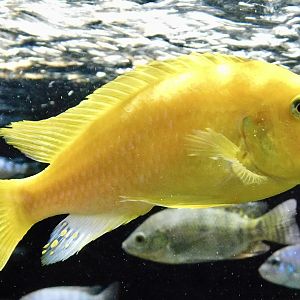 Kenyi Cichlid (Maylandia lombardoi) - Kawasui Kawasaki Aquarium October 21, 2025