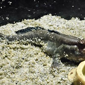 Atlantic  Mudskipper (Periophthalmus barbarus) - Kawasui Kawasaki Aquarium October 21, 2025