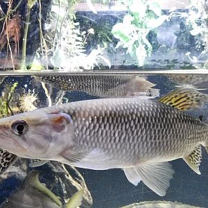 African Pike Characin (Hepsetus odoe) - Kawasui Kawasaki Aquarium October 21, 2025
