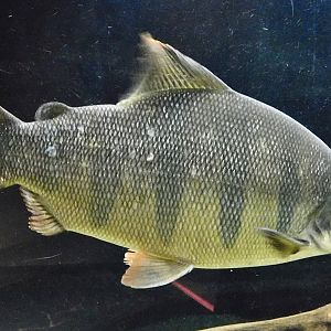 Longsnout Distichodus (Distichodus lusosso) - Kawasui Kawasaki Aquarium October 21, 2025