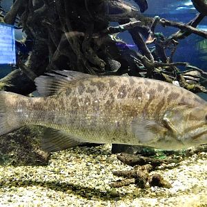 Smallmouth Bass (Micropterus dolomieu) - Kawasaki Aquarium October 21, 2025