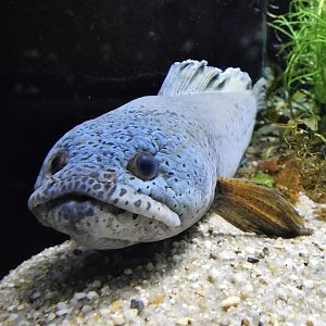 Barca Snakehead (Channa barca) - Kawasui Kawasaki Aquarium October 21, 2025