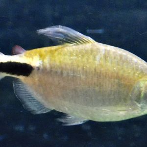 Longfin Tetra (Brycinus longipinnis) - Kawasui Kawasaki Aquarium October 21, 2025