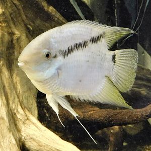 Festivum Cichlid (Cichlasoma festivum) - Kawasui Kawasaki Aquarium October 21, 2025