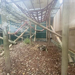 L’Hoest’s monkey outdoor enclosure