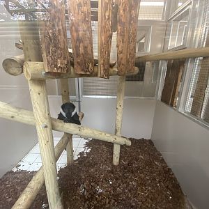 Indoor L’Hoest’s monkey enclosure