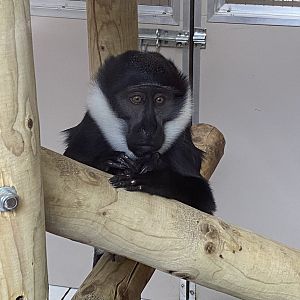 L’Hoest’s monkey