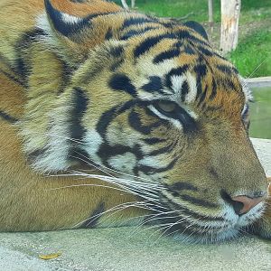 Sumatran Tiger Up Close