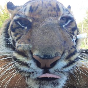 Sumatran Tiger Blep
