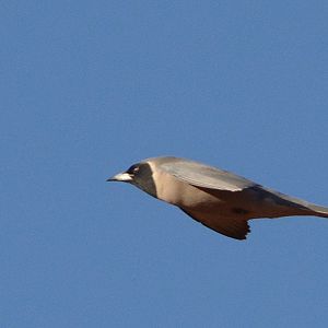 Masked woodswallow