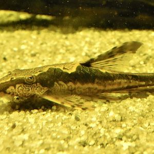 Whiptail Catfish (Sturisomatichthys panamense) - Kawasui Kawasaki Aquarium October 21, 2025
