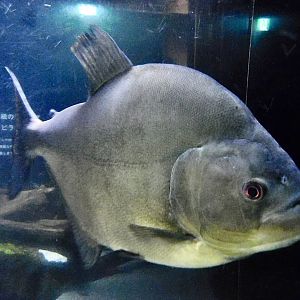 Redeye Piranha (Serrasalmus rhombeus) - Kawasui Kawasaki Aquarium October 21, 2025