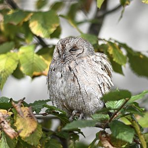 Eurasian scops owl