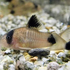 Panda Corydoras (Corydoras panda) - Kawasui Kawasaki Aquarium October 21, 2025