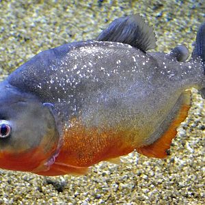 Red Piranha (Pygocentrus nattereri) - Kawasui Kawasaki Aquarium October 21, 2025