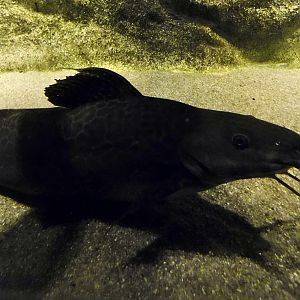 Vulture Catfish (Calophysus macropterus) - Kawasui Kawasaki Aquarium October 21, 2025