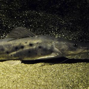 Porthole Shovelnose Catfish (Hemisorubim platyrhynchos) - Kawasui Kawasaki Aquarium October 21, 2025