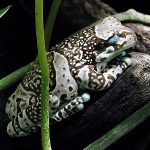 Amazon Milk Frog (Trachycephalus resinifictrix) - Kawasui Kawasaki Aquarium October 21, 2025