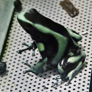 Green and Black Dart-Poison Frog (Dendrobates auratus) - Kawasui Kawasaki Aquarium October 21, 2025
