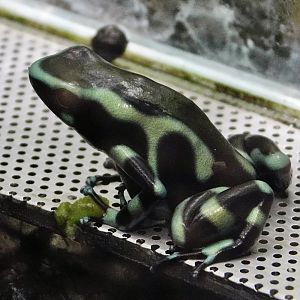 Green and Black Dart-Poison Frog (Dendrobates auratus) - Kawasui Kawasaki Aquarium October 21, 2025