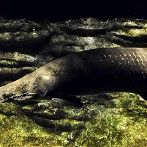 Arapaima (Arapaima gigas) - Kawasui Kawasaki Aquarium October 21, 2025