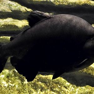 Tambaqui (Colossoma macropomum) - Kawasui Kawasaki Aquarium October 21, 2025