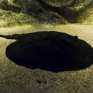 Ocellate River Stingray (Potamotrygon motoro) - Kawasui Kawasaki Aquarium October 21, 2025