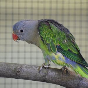 Blue-rumped parrot