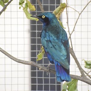 Bronze-tailed glossy starling