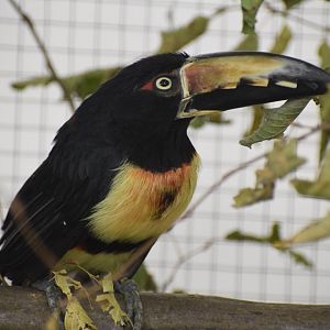 Collared aracari