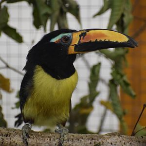 Humboldt's aracari
