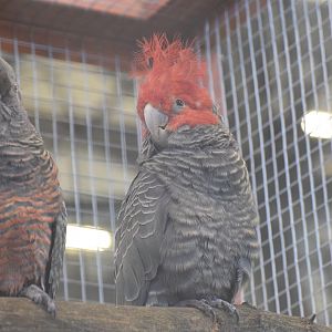 Gang-gang cockatoo