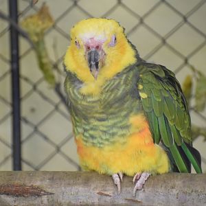 Yellow-faced parrot