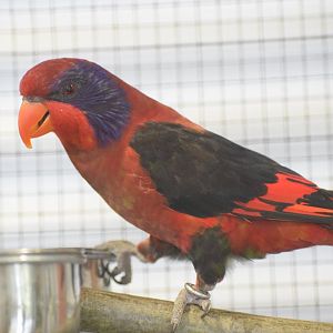 Obi violet-necked lory