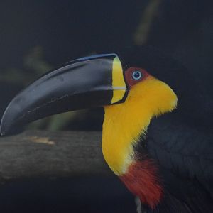 Ariel  toucan