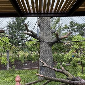 Cincinnati Zoo - Elephant Trek - Siamang Point