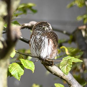 Eurasian pygmy owl