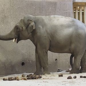 New Asian elephant (Elephas maximus) bull Upali, 2025-10-19