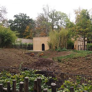 Red river hog exhibit - Not so green anymore, 2025-10-19