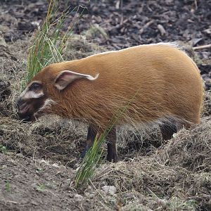 Red river hog (Potamochoerus porcus) rooting up grass, 2025-10-19